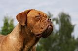 DOGUE DE BORDEAUX 246